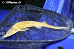 huso ruthenus albino huso ruthenus albino