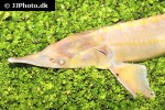 huso ruthenus albino huso ruthenus albino