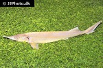 huso ruthenus albino huso ruthenus albino