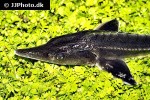 huso species bester huso species bester