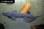 huso species hybrid huso species hybrid