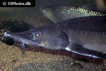 huso species hybrid huso species hybrid