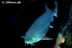sinosturio transmontanus sinosturio transmontanus