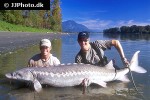 sinosturio transmontanus sinosturio transmontanus