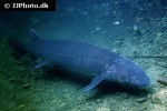 sinosturio transmontanus sinosturio transmontanus