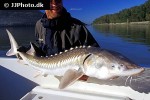 sinosturio transmontanus sinosturio transmontanus