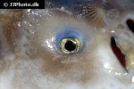 sinosturio transmontanus sinosturio transmontanus