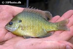 lepomis cyanellus