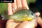 lepomis gibbosus