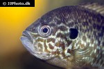 lepomis gibbosus