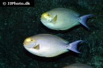 acanthurus dussumieri