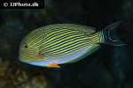 acanthurus lineatus