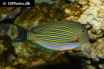 acanthurus lineatus