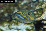 acanthurus lineatus