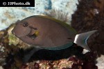 acanthurus nigricauda