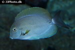acanthurus nigricauda