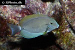 acanthurus nigricauda