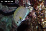 acanthurus nigricauda