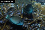 acanthurus tennentii