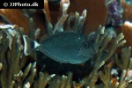 naso brevirostris
