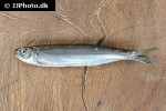 agoniates anchovia