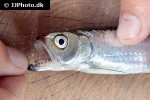 agoniates anchovia