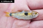 exodon paradoxus exodon paradoxus