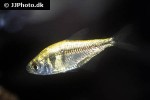 hyphessobrycon bifasciatus gold