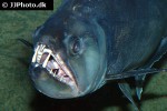 hydrolycus armatus hydrolycus armatus