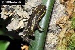 atelopus spumarius   pebas harlequin stubfoot toad  