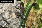 atelopus spumarius   pebas harlequin stubfoot toad  