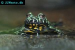 bombina orientalis   fire bellied toad  