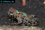 bombina variegata   yellow bellied toad  