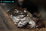 bufo alvarius   sonoran desert toad  