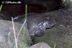 bufo alvarius   sonoran desert toad  