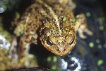 bufo americanus   american toad  