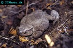 bufo bufo   common toad  