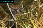 bufo bufo   common toad  