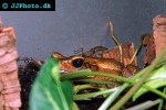 bufo guttatus   smoothsided toad  