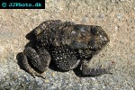 duttaphrynus melanostictus   common asian toad  