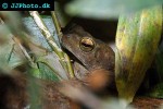 pedostibes hosii   brown tree toad  