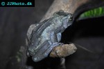 pedostibes hosii   brown tree toad  