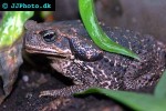 rhinella marina   cane toad  