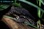 rhinella marina   cane toad  