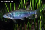 opsariichthys kaopingensis