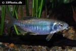 opsariichthys kaopingensis