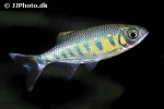 opsarius ardens opsarius ardens