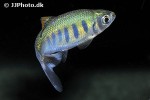 opsarius ardens opsarius ardens