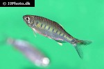 opsarius bakeri