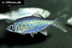 opsarius bakeri